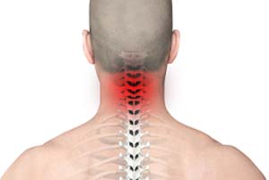 Spine